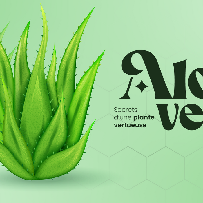 Aloé Vera, les secrets d'une plante vertueuse