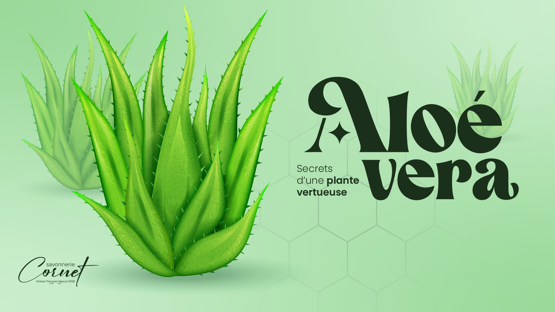 Aloé Vera, les secrets d'une plante vertueuse